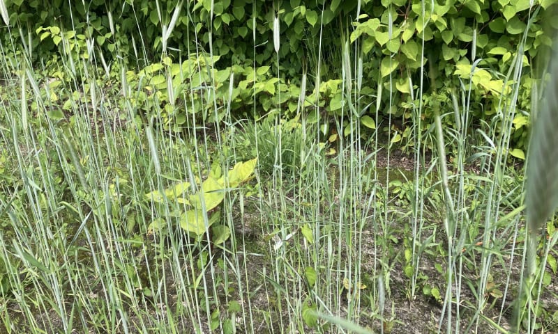 Aziatische duizendknoop Doldersummerweg