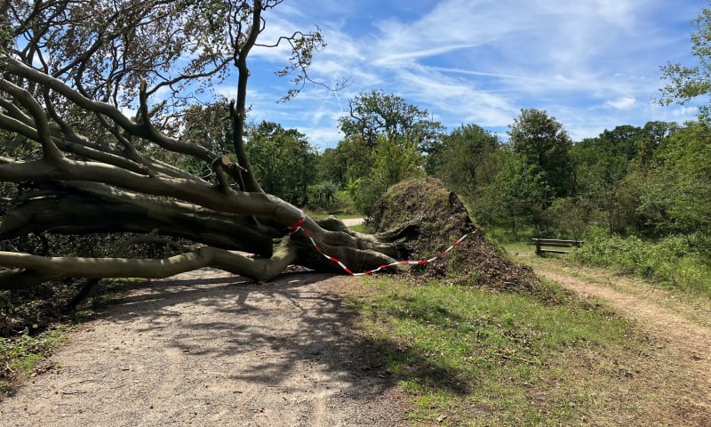 storm in Duin en Kruidberg bomen op fietspad