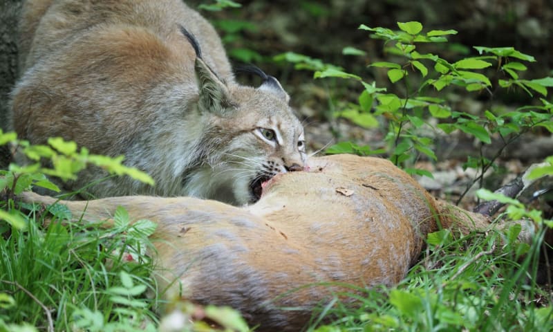 lynx