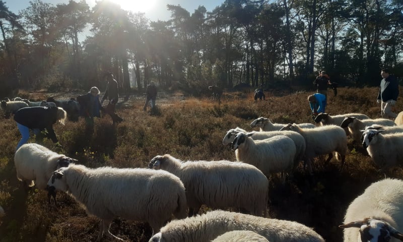 Natuurwerkdag tussen de schapen Beekvliet 2022