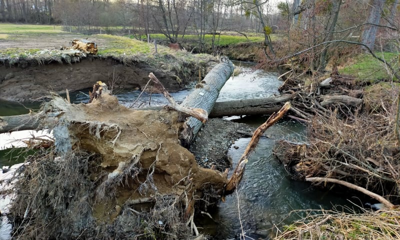 Omgevallen boom in de Geul