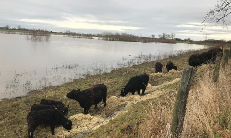 galloways visserweert hoogwater