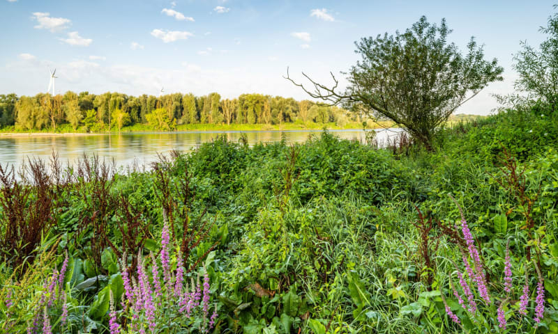 Grensmaas bij Meers zomer 2024