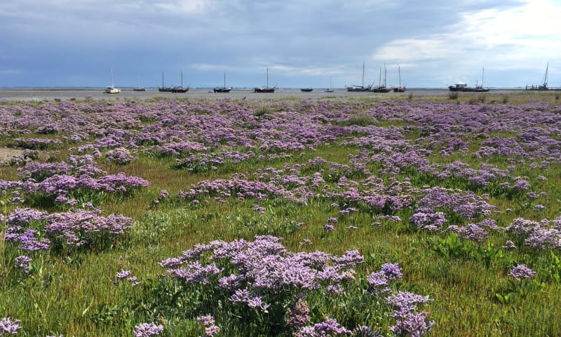 Jachthaven Schiermonnikoog