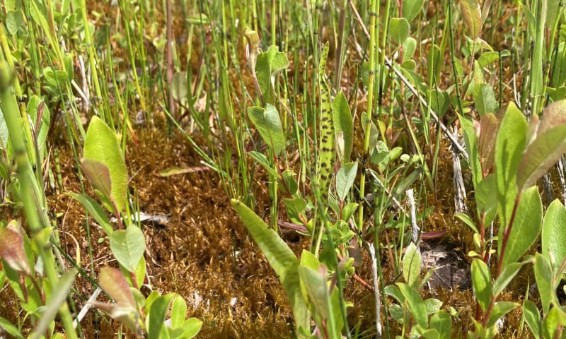 Orchidee in grasland zonder gras