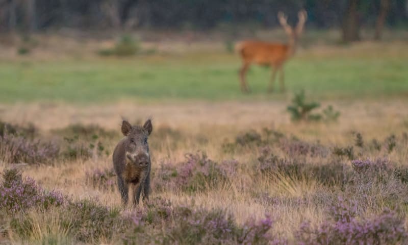 Nieuwsgierig wild zwijntje op de Hoge Veluwe met op de achtergrond de contouren van een jong edelhert. 