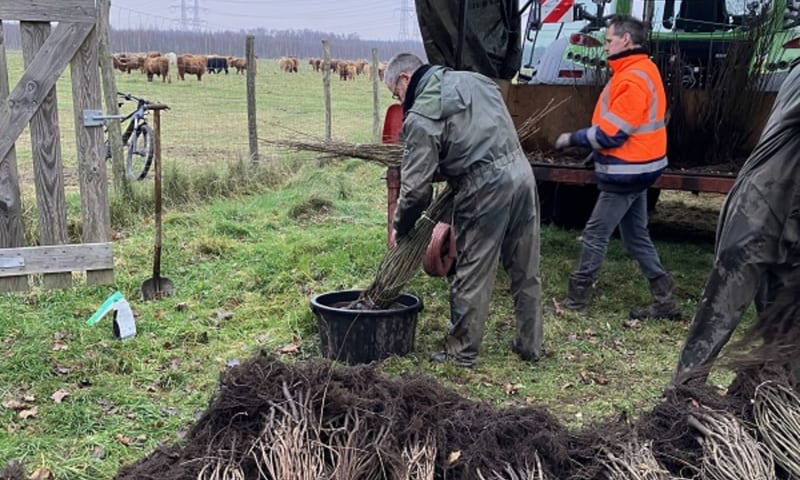 De wortels van alle bomen worden ter bescherming in een schimmelpapje gedoopt.