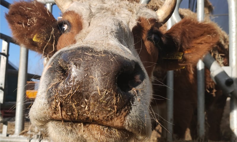 Koe bij boer Jeroen van der Kooij op Hoeve Rust-hoff