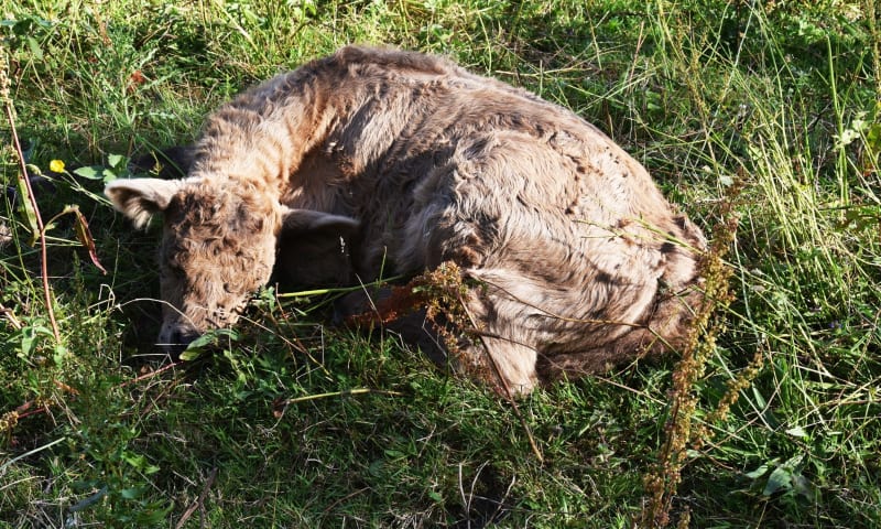 Galloway kalfje slapen in het gras