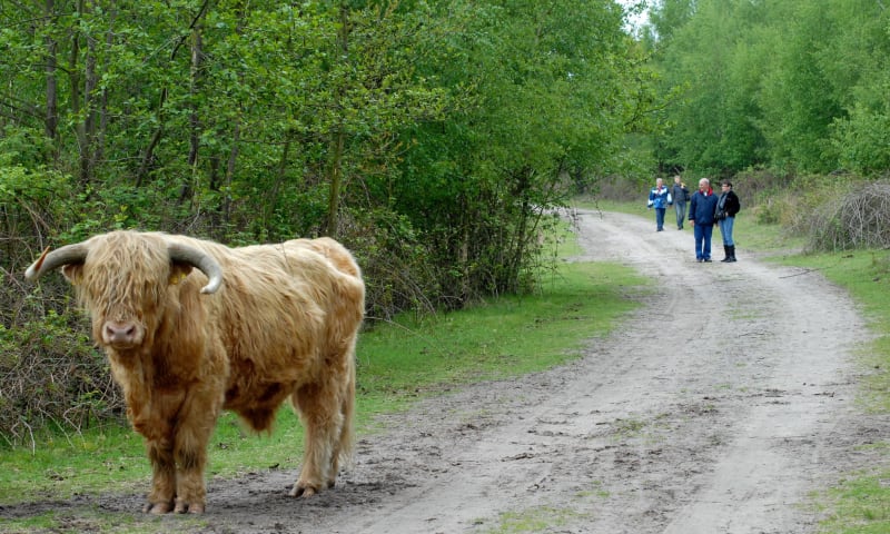 hooglander op wandelpad