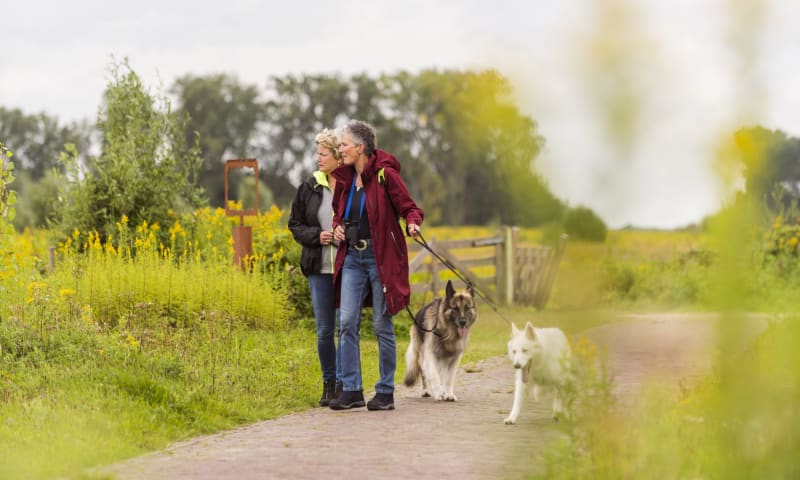 Hond aan de lijn Rotterdams platteland