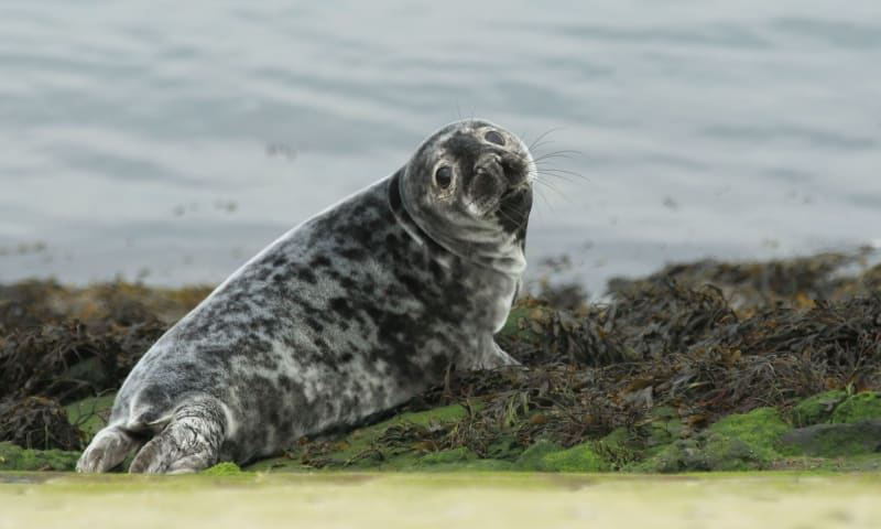 Grijze zeehond met vlekkenpatroon