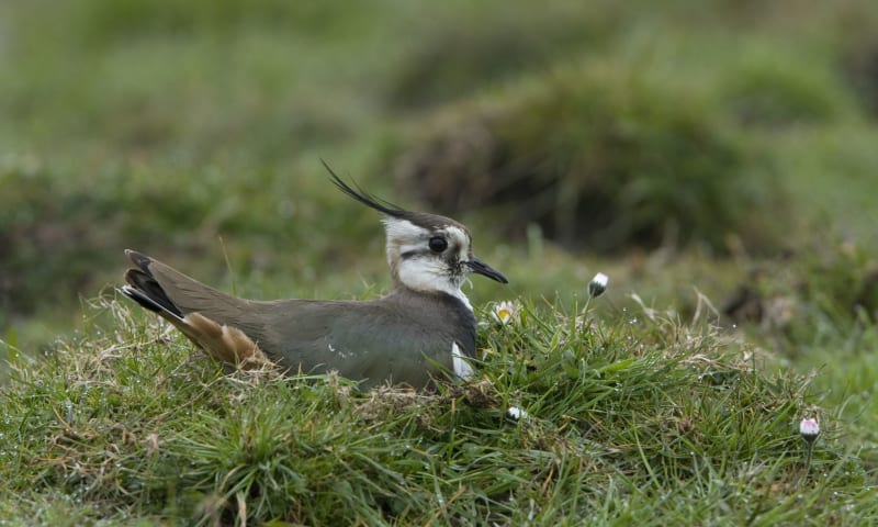 Kievit op nest