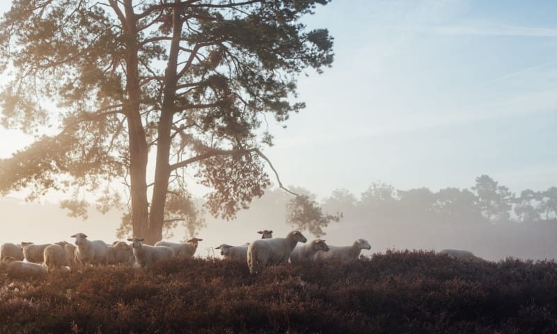 Kempische heideschapen (Staatsbosbeheer)