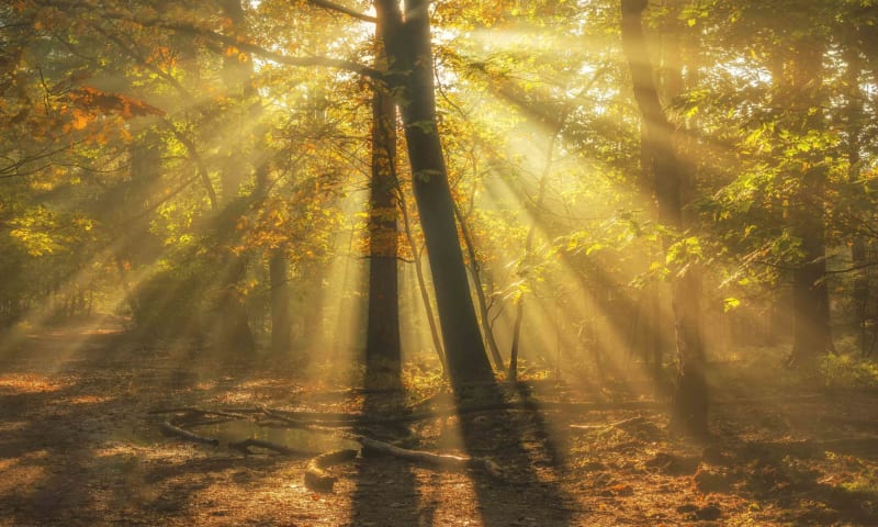 Zonnestralen langs een boomstam