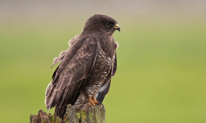 Buizerd op paaltje dierenpagina