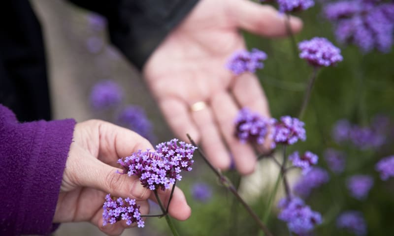 Verbena Bonariensis