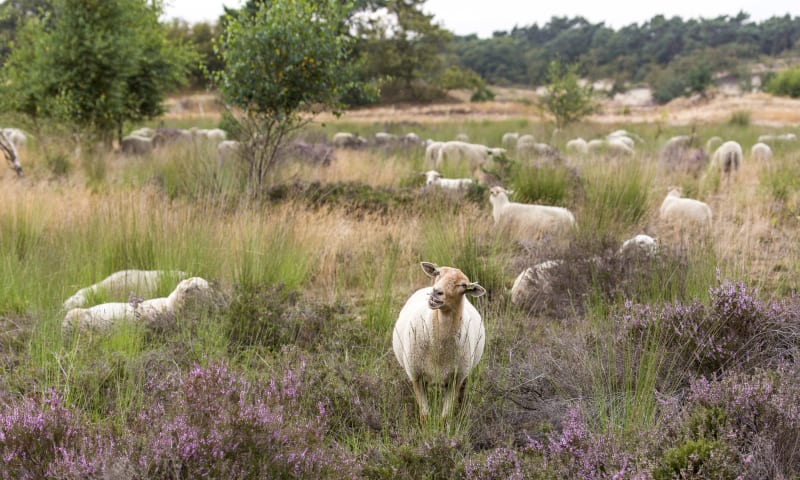 De schaapskudde in de Loonse en Drunense Duinen 