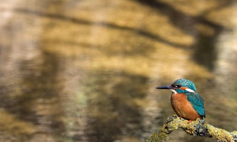 Een ijsvogeltje op een tak boven het water