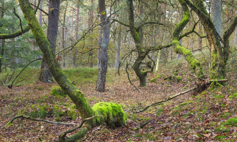 Pronkmossen op inlandse eiken in Berkenheuvel, Drents-Friese Woud.