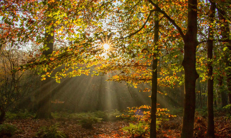 Open plek in het bos zorg voor nieuwe kieming