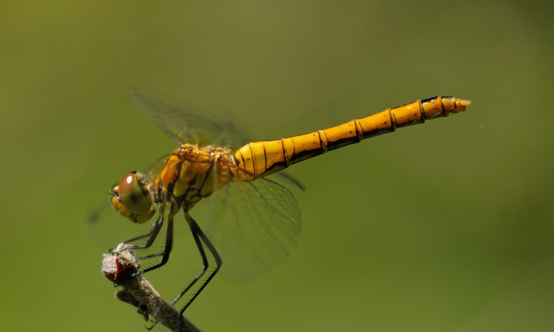 bloedrode heidelibel