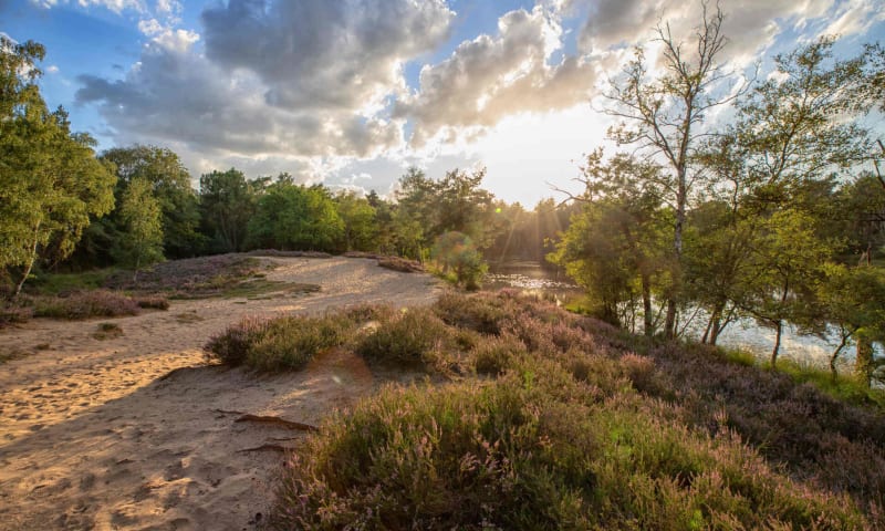 stuifzandheide