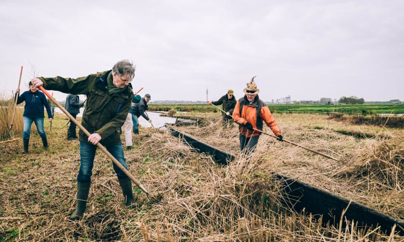 vrijwilligers ruimen riet op in het Wormer en Jisperveld