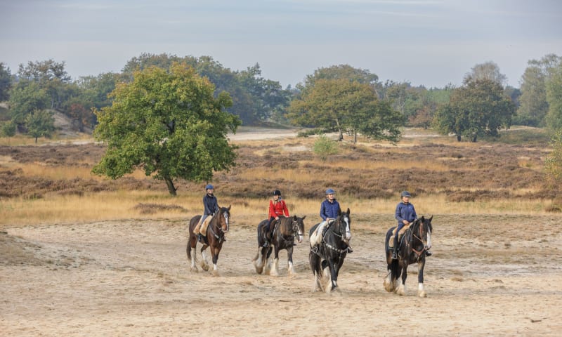 Paarden in het stuifzand van de Loonse en Drunense Duinen