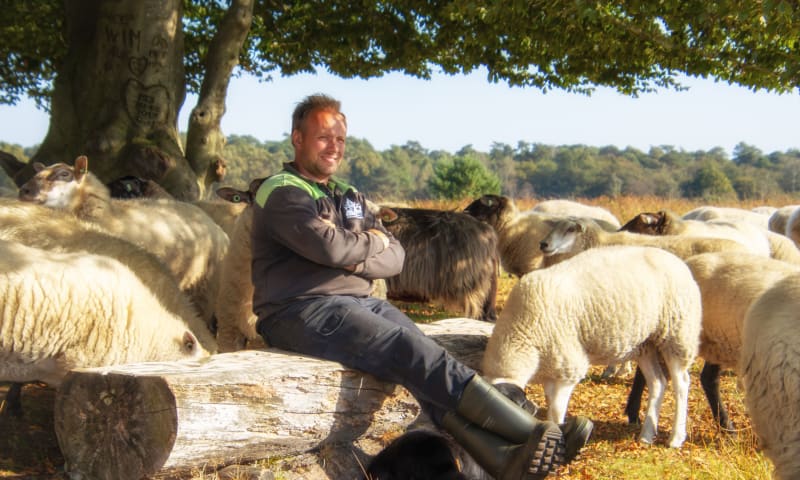 De schapen en herder Boris zijn ook aanwezig op het eeuwfeest