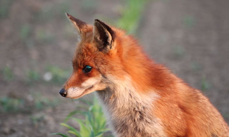 Jonge vos die iets op het oog heeft