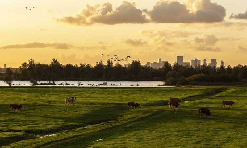 Ackerdijkse Plassen