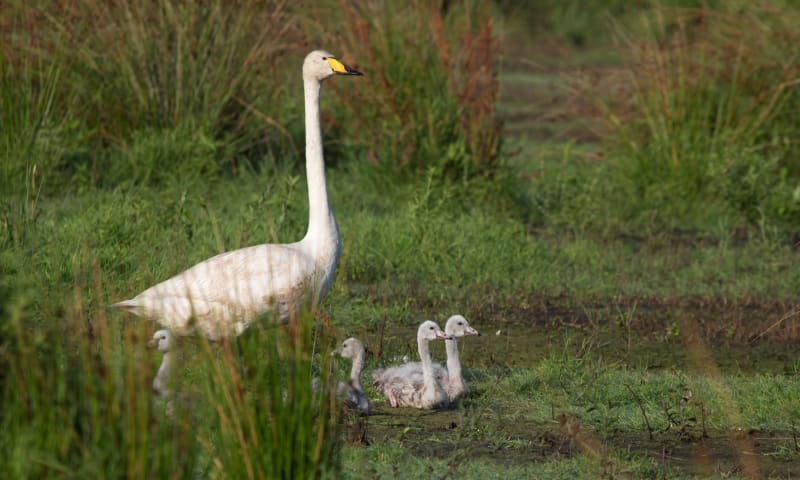 Wilde Zwaan