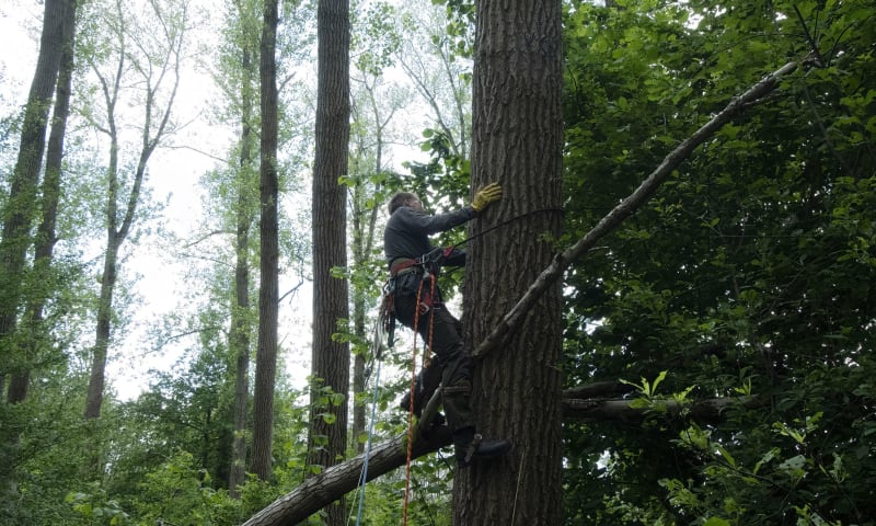 Klimmen zeearend ringen