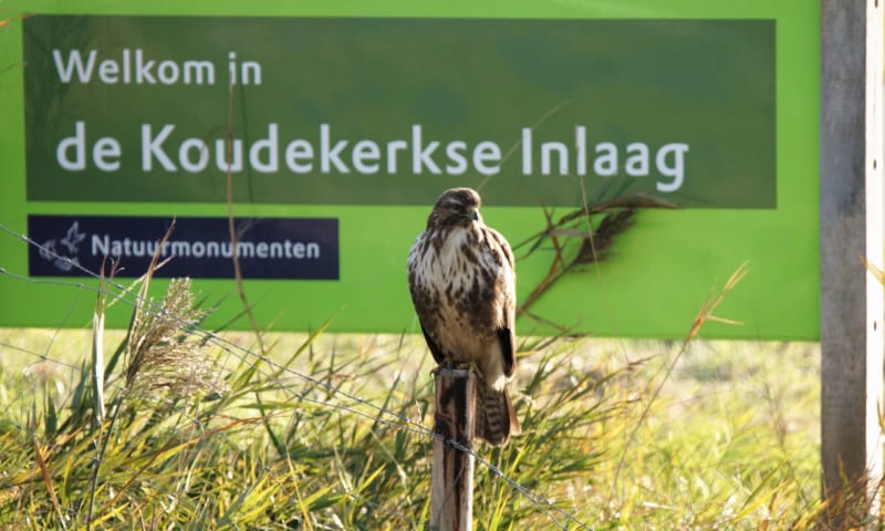 Buizerd op infobord dierenpagina