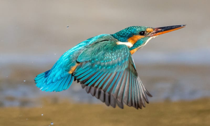 Op Marker Wadden is een ijsvogel waargenomen