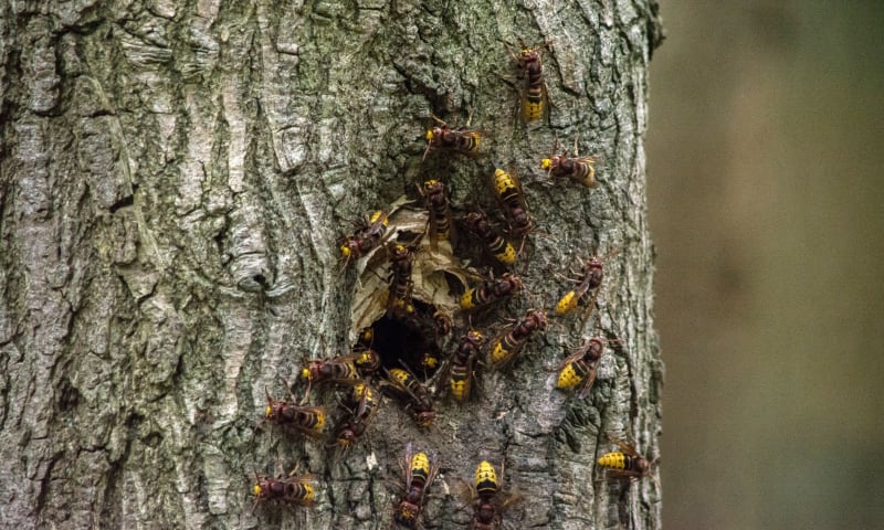 Hoornaars voor hun nest in een boom