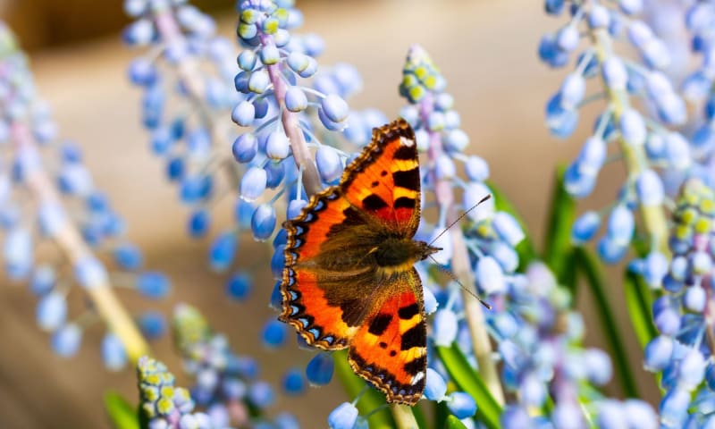 Vlinder kleine vos drinkt nectar van blauwe druif