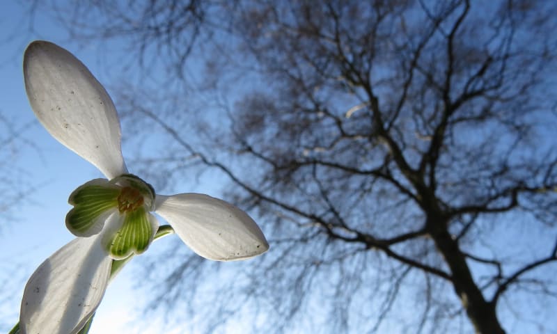 Sneeuwklokje winterbloeier