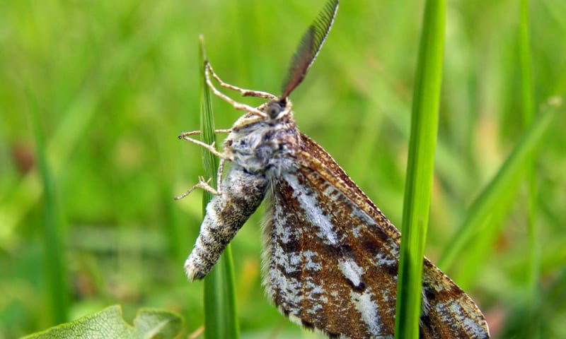 Nachtvlinder Bleus in the Marshes