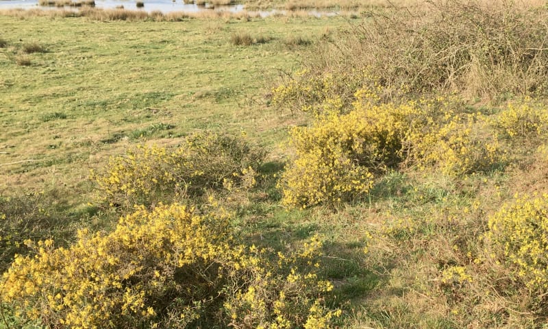 Stekelbrem op Huis ter Heide