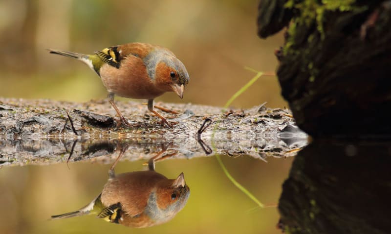 Vink bij een plas water