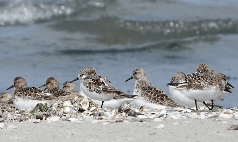 Groepje drieteenstrandlopers op Griend