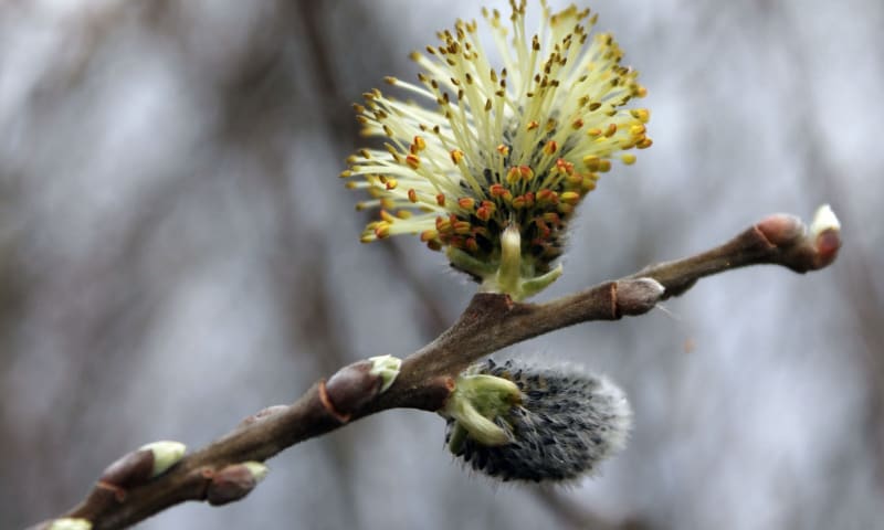 Wilg winterbloeier wilgenkatje