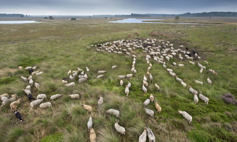 Drentse heideschapen met herder op het Dwingelderveld