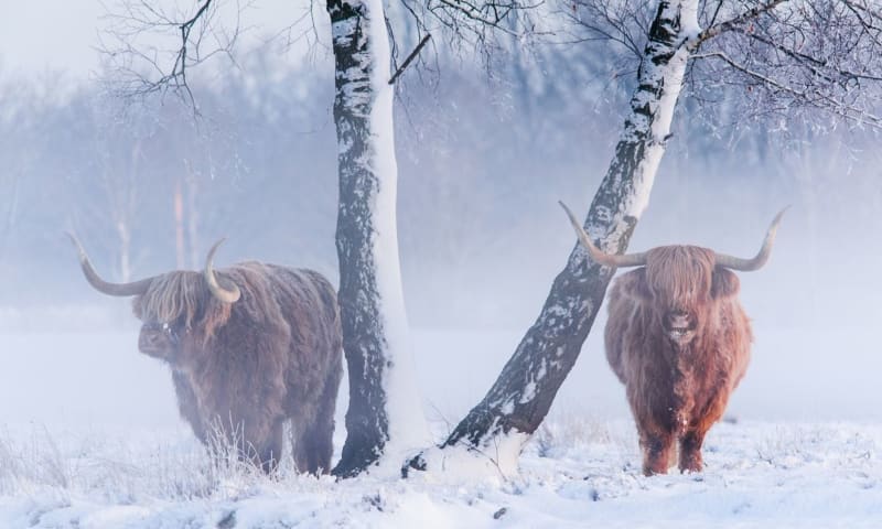 schotse hooglander sneeuw