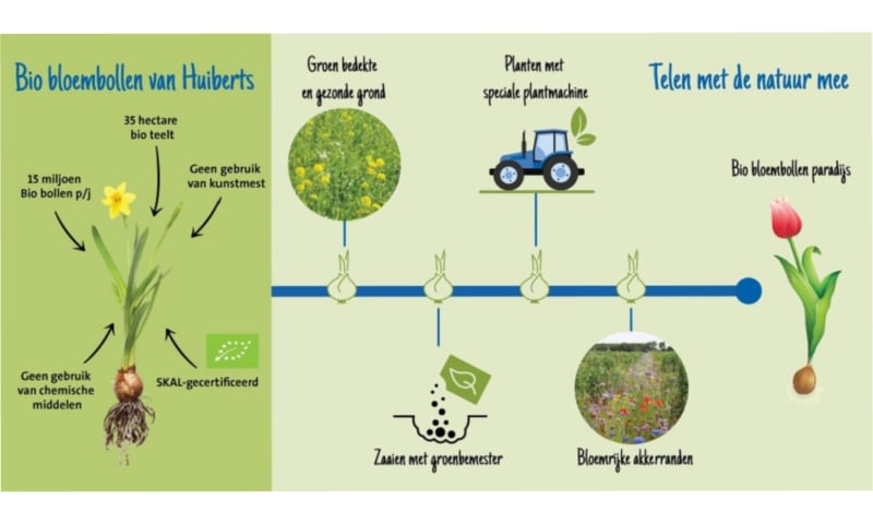 Bollenteelt van boer Huiberts