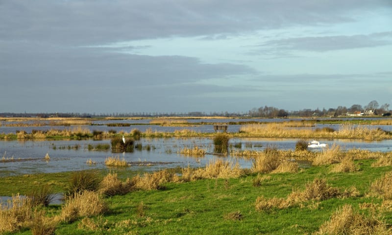 Groene Jonker