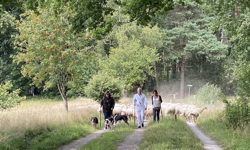 Schaapskudde op Eerde Achterbroek