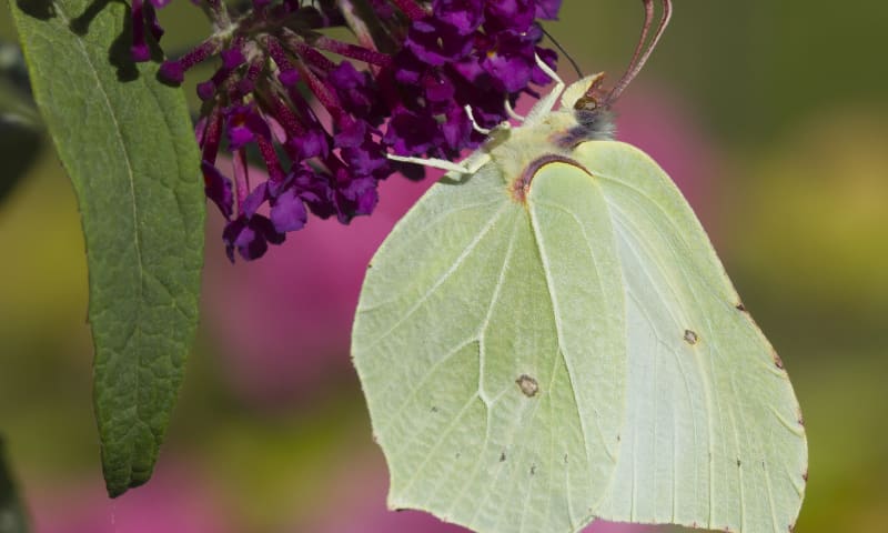 Citroenvlinder